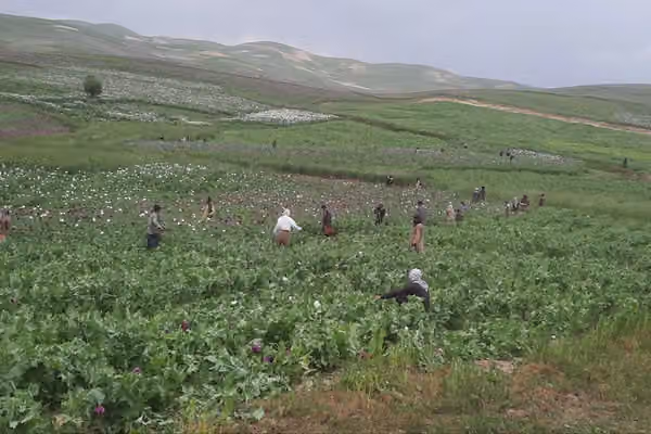 فقر کشاورزان به گسترش دوباره کشت خشخاش در افغانستان دامن زده است
