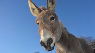 طنز سیاسی؛ روزی که خر حاکم جنگل شد