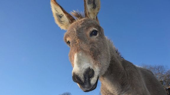 طنز سیاسی؛ روزی که خر حاکم جنگل شد