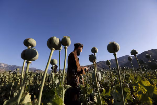 جاپان برای مبارزه با مواد مخدر در افغانستان بیش از ۹ میلیون دالر اختصاص داد
