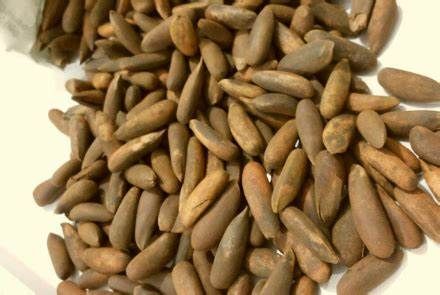 طالبان:  افغانستان په تېرو ۱۱ میاشتو کې د ۱۴‌میلیونه ډالرو په ارزښت د جلغوزو صادرات کړي