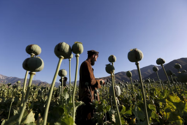 الأمم المتحدة: تراجع زراعة الخشخاش في أفغانستان وارتفاع إنتاج المخدرات الصناعية 