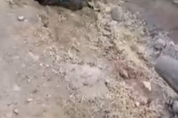متحده جبهه وايي چې په بادغیس کې یې د طالبانو دوه غړي وژلي