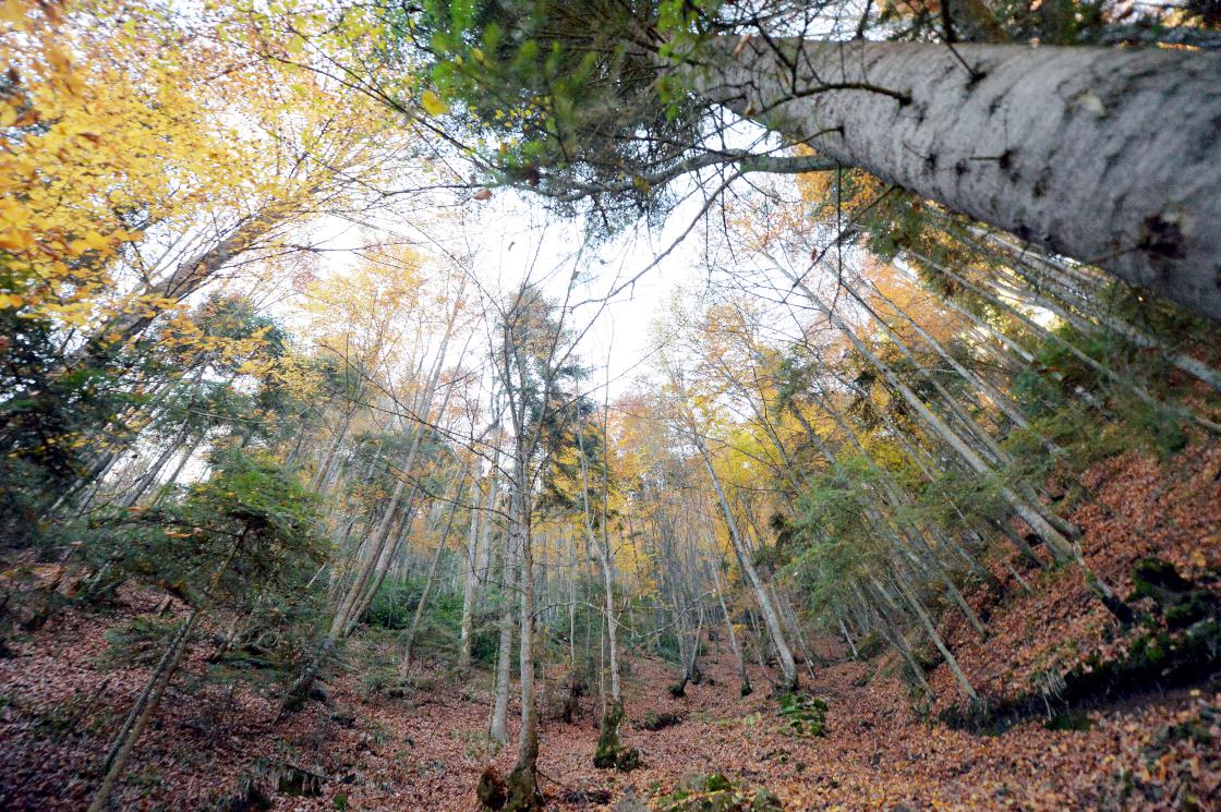 یک کارگر ۲۱ ساله افغان بر اثر حادثه‌ای در ترکیه جان باخت