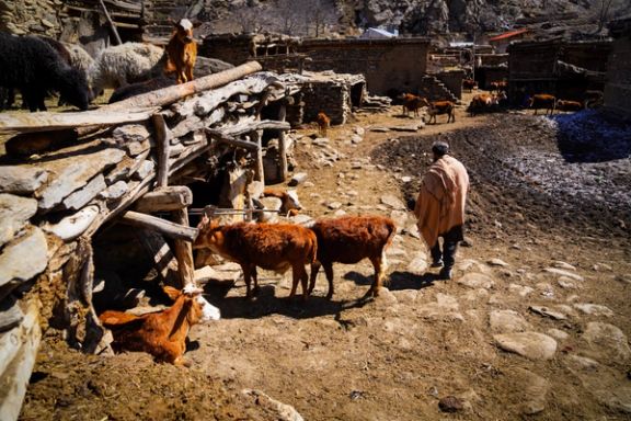 ملل متحد: از هر چهار نفر در افغانستان، سه نفر برای ادامه بقای خود به کشاورزی وابستهاند