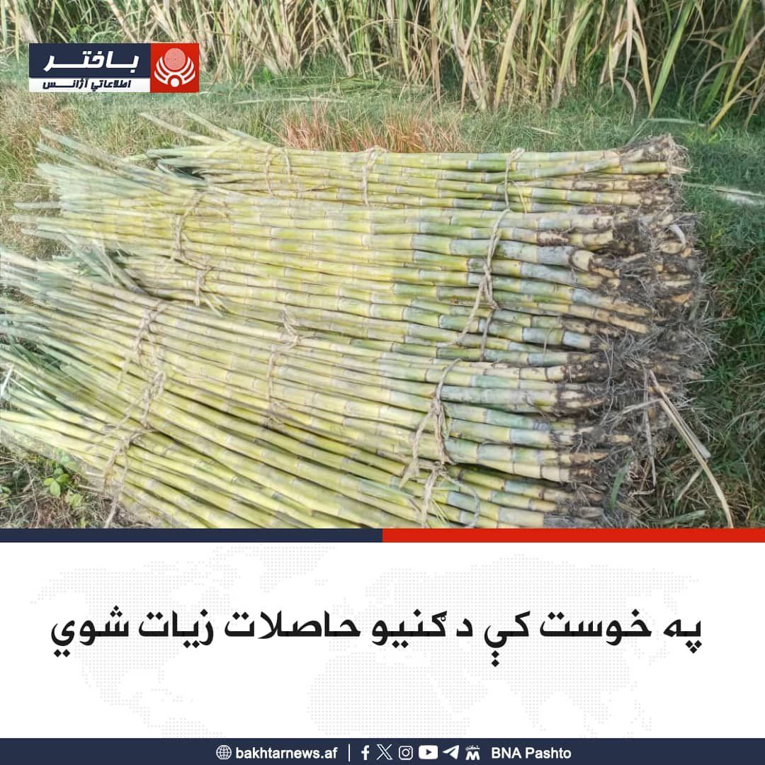  په خوست کې سږ کال د ګنیو حاصلات ډېر شوي