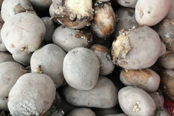 طالبانو په غلام خان بندر کې ۳۶ ټنه خوسا کچالو بېرته پاکستان ته ګرځولي