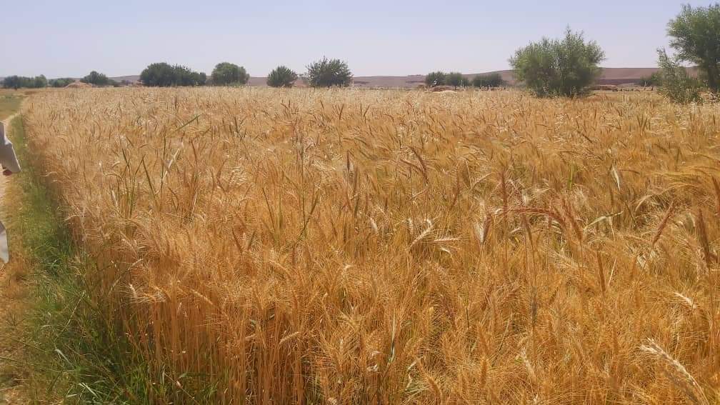 مقام طالبان از کاهش ۵۰ در‌صدی محصولات زراعتی در ولایت نیمروز خبر داد