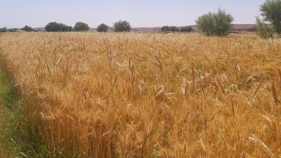 مقام طالبان از کاهش ۵۰ درصدی محصولات زراعتی در ولایت نیمروز خبر داد