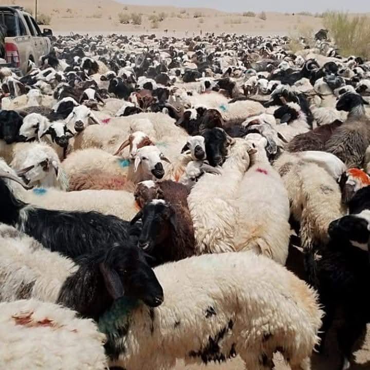 له کندهار نه په روان کال کې پاکستان ته د اووه زره څارویو د قاچاق مخه نیول شوې