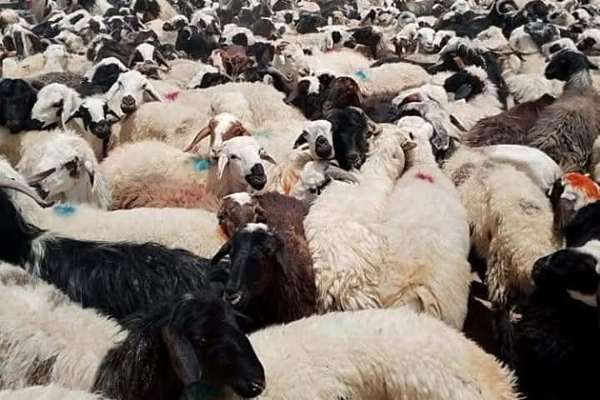 له کندهار نه په روان کال کې پاکستان ته د اووه زره څارویو د قاچاق مخه نیول شوې