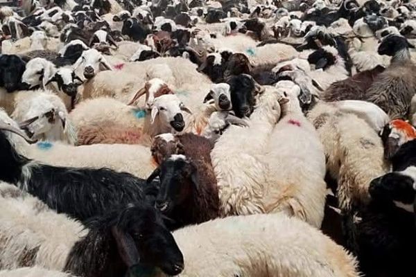 له کندهار نه په روان کال کې پاکستان ته د اووه زره څارویو د قاچاق مخه نیول شوې