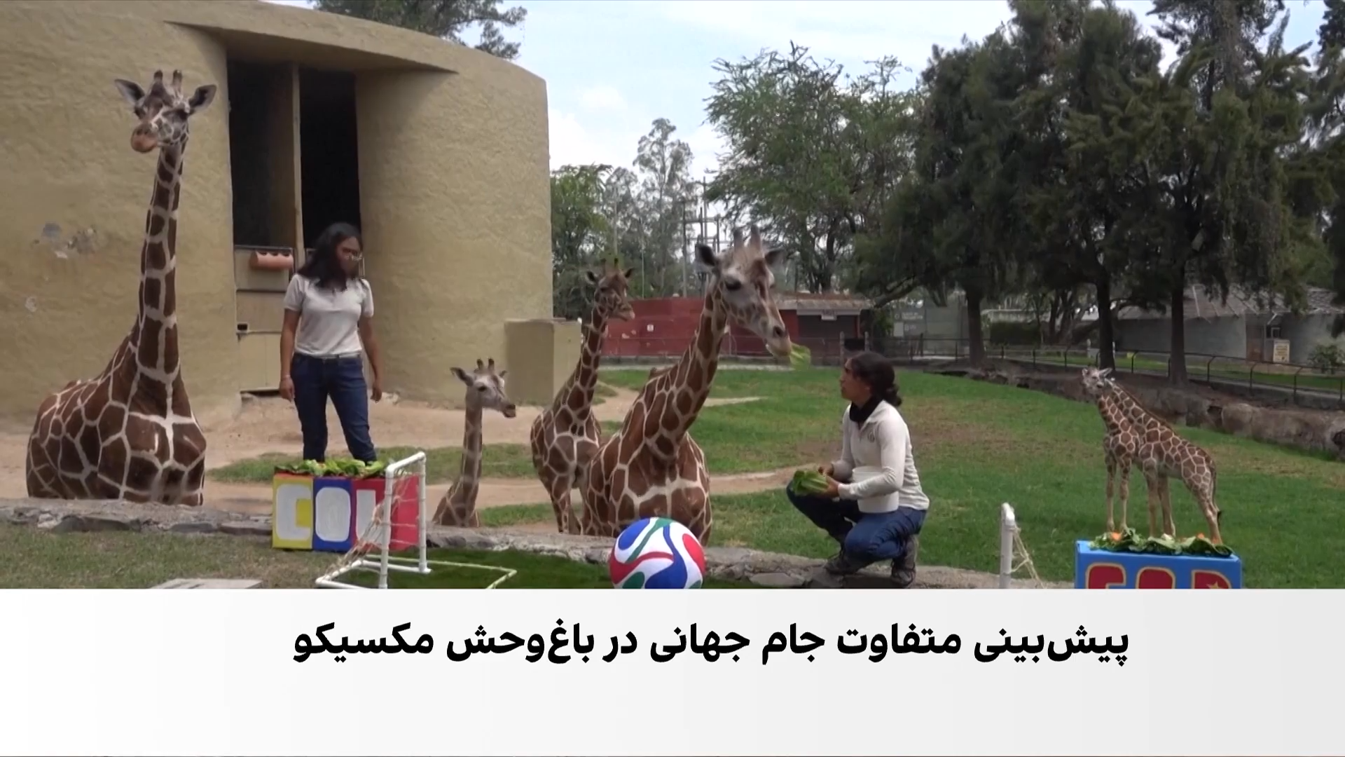 پیش‌بینی جام جهانی توسط حیوانات باغ‌وحش