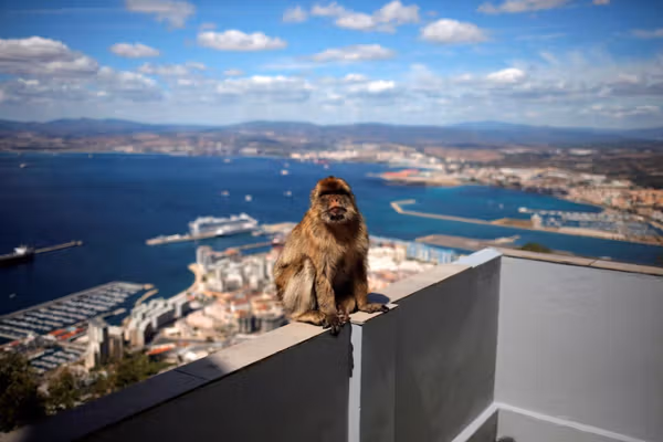 نتایج یک پژوهش: برخی میمونها برای آرام کردن معده پس از خوردن غذای انسانها خاک میخورند