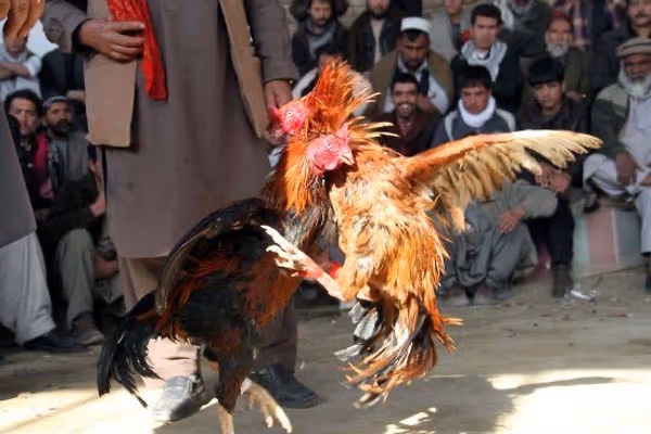 د وینو قمار؛ د طالبانو له بندیزونو سره، سره بیا هم په کابل کې چرګان جنګول کېږي