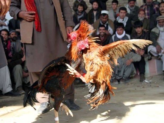 د وینو قمار؛ د طالبانو له بندیزونو سره، سره بیا هم په کابل کې چرګان جنګول کېږي