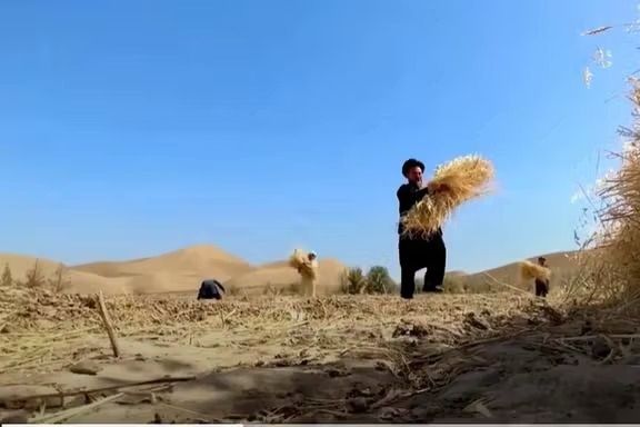 طالبان می‌گوید امسال برداشت گندم کاهش یافته است