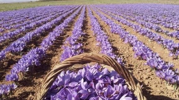 کندهار کې د طالبانو د کرنې رياست: سږ کال څه باندي ۶۱ کيلو ګرامه زعفران صادر شوي