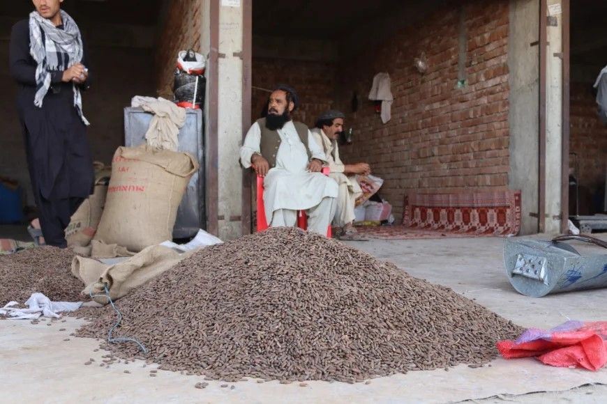 په خوست کې د ځڼغوزیو حاصلات د تېرکال پرتله درې برابره زیات شوي