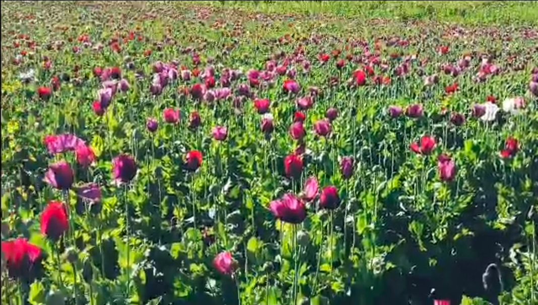 باشنده تخار: «در رستاق کشت‌زارهای کوکنار را نابود کردند و پول‌ مردم را هم گرفتند»