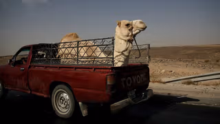 طنز سیاسی؛ وزیر طالبان نمیتواند به برج ایفل برود، شتر حق ندارد موتر اتومات براند