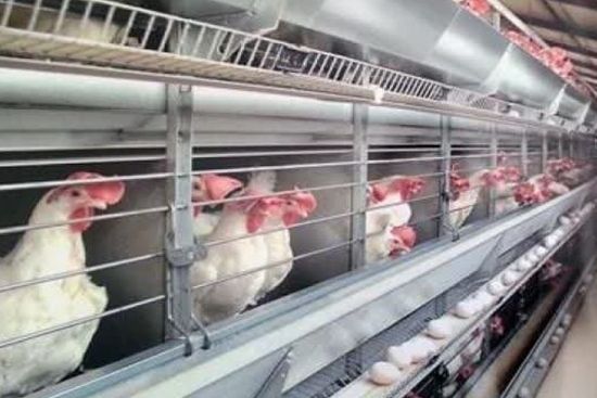 مقام ایرانی: امسال ۱۰ هزار مرغ به افغانستان صادر شده است