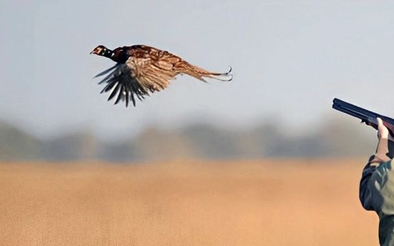 طالبانو په کندهار کې ۴۰ کسان د وحشي ژوو او مرغانو د ښکار او قاچاق په تړاو نيولي