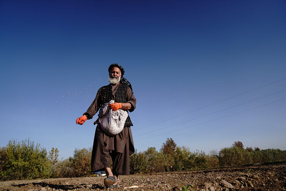 سازمان غذا و کشاورزی ملل متحد برای ٤.٢ میلیون کشاورز بذر گندم و کود زراعتی توزیع می‌کند