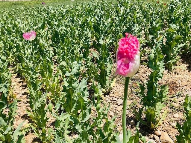 طالبان تعلن عن كشف نحو 800 متر مربع من مزارع المخدرات في غزني