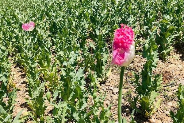 طالبان تعلن عن كشف نحو 800 متر مربع من مزارع المخدرات في غزني
