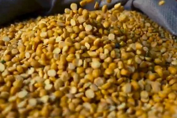 برنامه جهانی غذا از توزیع ۲۵ هزار تن حبوبات به افغانهای نیازمند در سال ۲۰۲۴ خبر داد