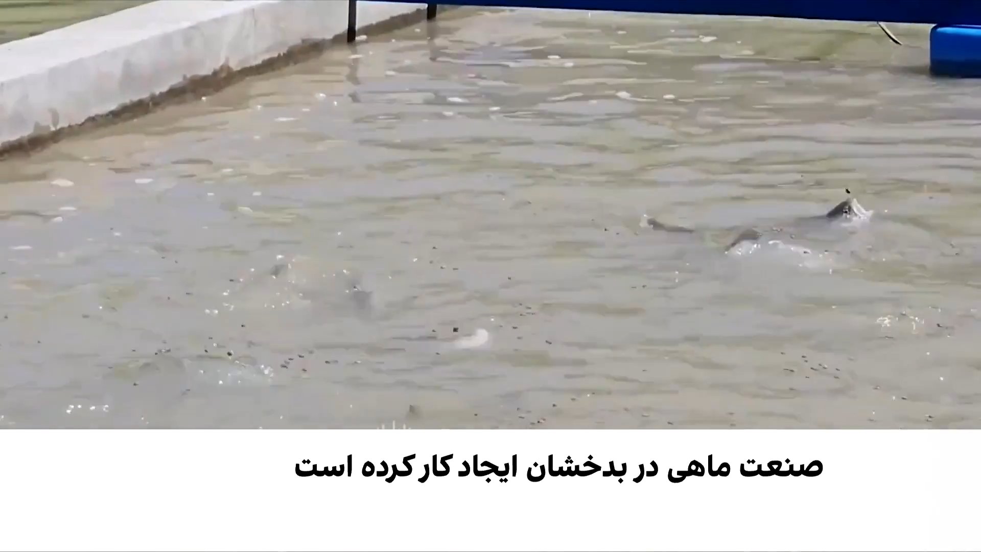 ماهی بدخشان؛ جاذبه تازه گردشگری