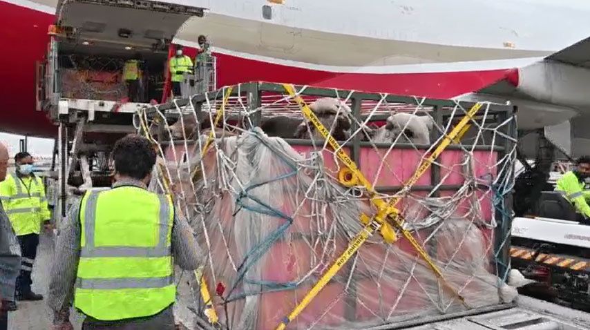 پاکستان: د ښه نسل څارویو لومړۍ جوپه له برازیل څخه راورسیده