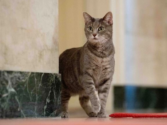 عضو جدید کاخ سفید معرفی شد؛ ویلو بایدن، گربه اول ایالات متحده امریکا