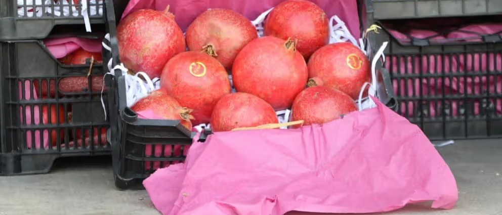 البنك الدولي: صادرات أفغانستان ارتفعت في أكتوبر رغم إغلاق الحدود مع باكستان