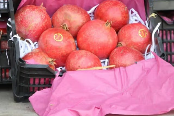 البنك الدولي: صادرات أفغانستان ارتفعت في أكتوبر رغم إغلاق الحدود مع باكستان