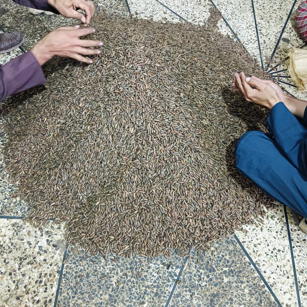 په ننګرهار کې د ځڼغوزیو حاصلات د تېرکال پرتله زیات شوي دي