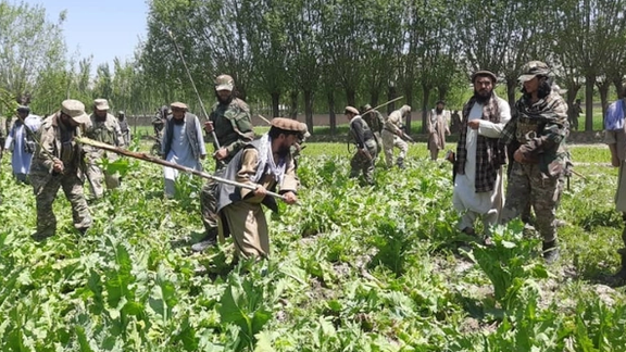 نمایندگان پیشین، طالبان را به برخورد دوگانه در تخریب مزارع خشخاش متهم کردند