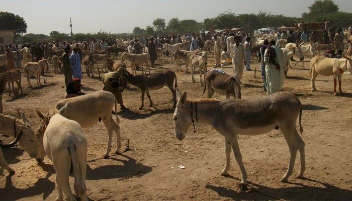 پاکستاني رسنۍ: د یو کال په جریان کې په پاکستان کې د خرو په شمېر کې زیاتوالی راغلی دی