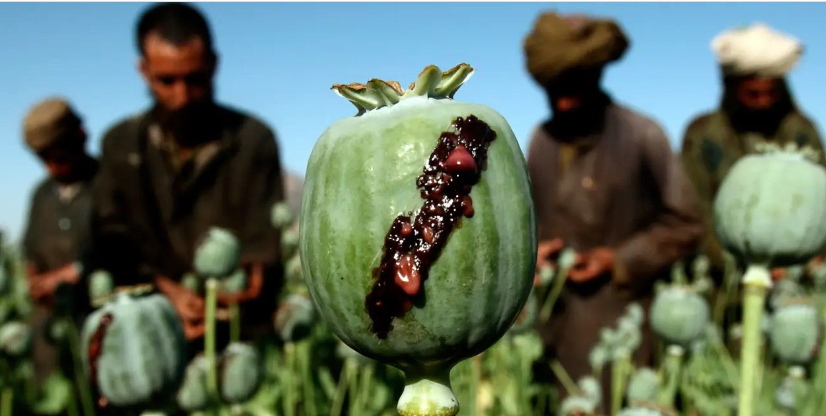 گزارش جدید سازمان ملل؛ افغانستان در سال ۲۰۲۲ بیشترین تریاک جهان را تولید کرد