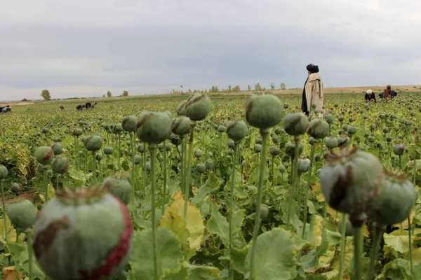 European Centre Warns Of Consequences of Heroin Shortage In Europe