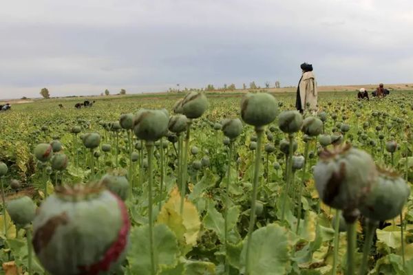 European Centre Warns Of Consequences of Heroin Shortage In Europe