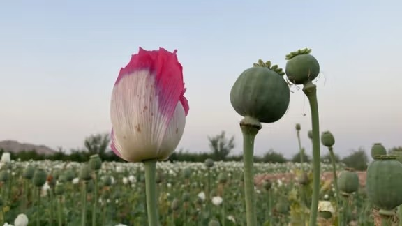 ملګري ملتونه: هغه افغان کروندګر ملاتړ ته اړتیا لري چې پخوا یې کوکنار کرل