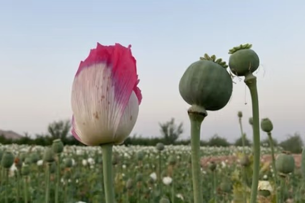 ملګري ملتونه: هغه افغان کروندګر ملاتړ ته اړتیا لري چې پخوا یې کوکنار کرل