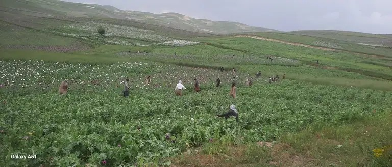 الفقر يدفع المزارعين الأفغان إلى التوسع مجدداً في زراعة الخشخاش