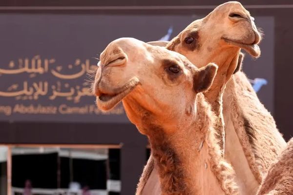 میلیونها شتر در عربستان صاحب پاسپورت میشوند