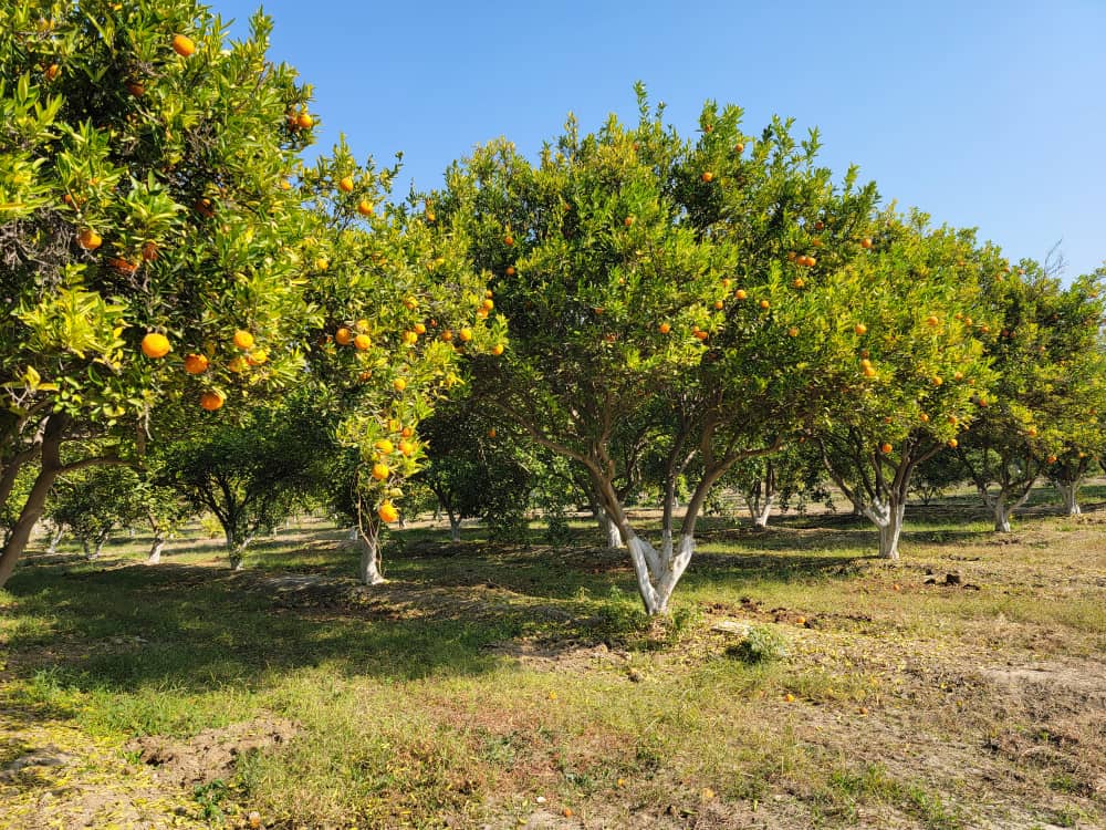 سږکال په ننګرهار کې د مالټو حاصلات نژدې ۲ زره مټريک ټنه اټکل شوي