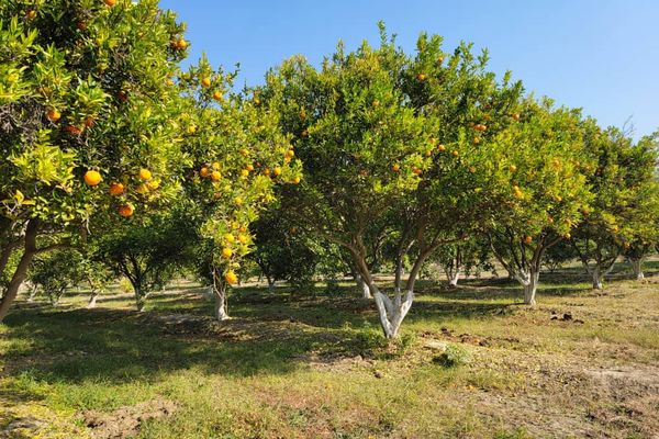 سږکال په ننګرهار کې د مالټو حاصلات نژدې ۲ زره مټريک ټنه اټکل شوي