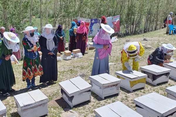 ملل متحد میگوید برای ۳ هزار خانواده در افغانستان زمینه پرورش زنبور عسل را فراهم کرده است