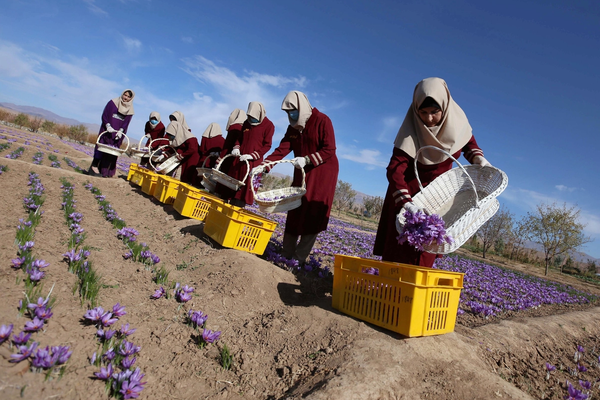 افغانستان په ۲۰۲۵ کال کې د ۶۷،۵ میلیونه ډالرو زعفران صادر کړي